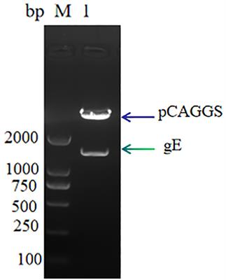 Development and application of a high-sensitivity immunochromatographic test strip for detecting pseudorabies virus